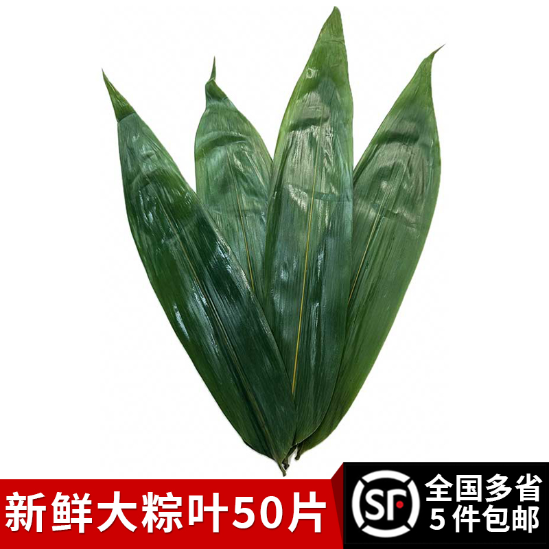 新鲜大粽叶湿粽叶箬叶端午节包粽子 全国多省满5件顺丰包邮