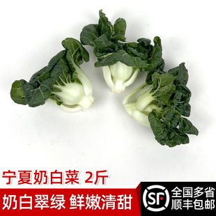 新鲜宁夏奶白菜2斤 矮脚奶白菜蔬菜 牛奶白菜 奶油白菜 顺丰包邮