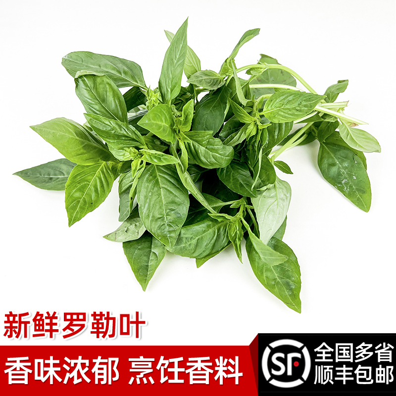 罗勒叶 新鲜蔬菜可食用西餐香料欧罗青酱调料 顺丰包邮