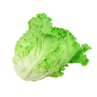 罗莎绿生菜2斤 新鲜蔬菜绿叶生菜 花叶生菜罗沙绿沙拉食材包邮