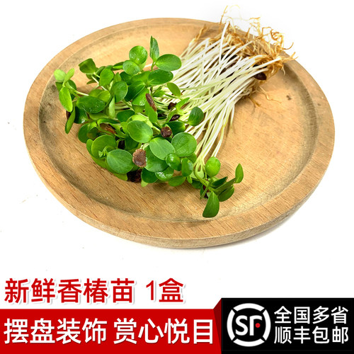 新鲜香椿苗80g/盒 芽苗菜香春苗西餐日料冷艺酒店摆盘装饰