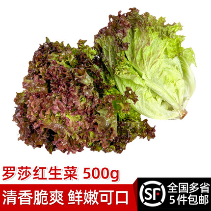 绿食者 红叶生菜500g 罗莎红紫叶生菜新鲜沙拉蔬菜西餐食材罗沙红