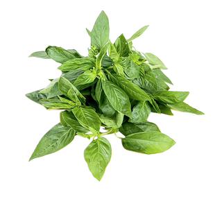 罗勒叶250g 新鲜蔬菜西餐欧罗可食用香料青酱调料 5件包邮