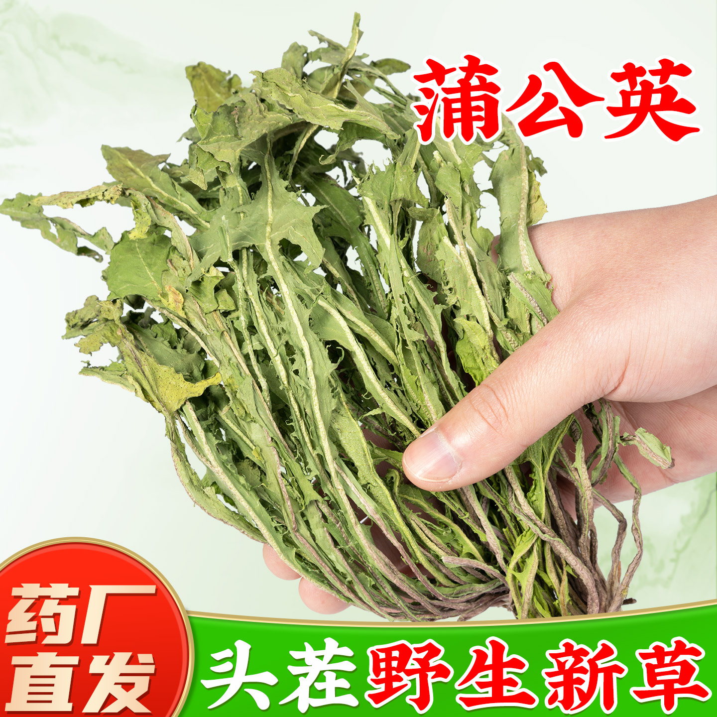头茬野生蒲公英中药材官方旗舰店正品新鲜蒲公英干草整棵蒲公英图片