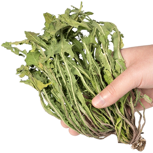 头茬野生蒲公英中药材官方旗舰店正品新鲜蒲公英干草整棵蒲公英茶