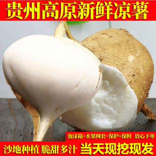 新鲜地萝卜凉薯地瓜贵州特产白地瓜现挖脆甜地萝卜凉瓜生吃嫩地瓜