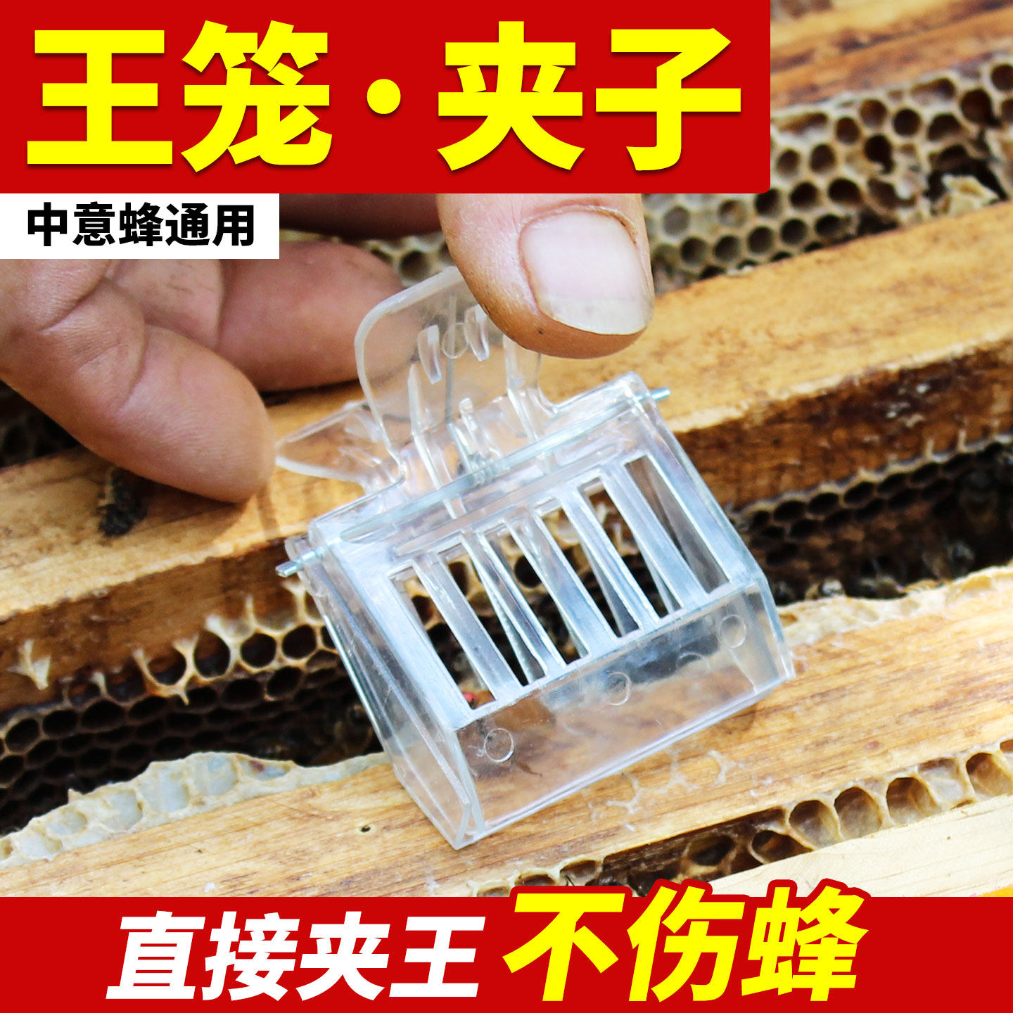 蜜蜂王笼塑料夹子蜂王专用中蜂意蜂通用透明夹王关王囚王防逃工具