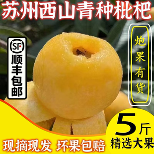正宗苏州西山青种枇杷大果孕妇水果非东山白玉礼盒产地直发顺丰