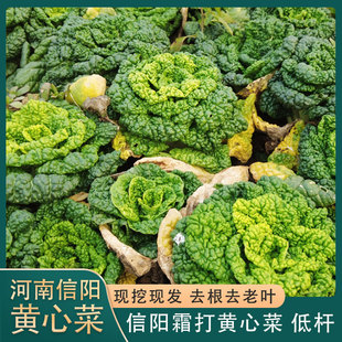 河南信阳黄心菜农家种植霜冻新鲜黄心乌塔菜菊花卷心菜黑白菜火锅