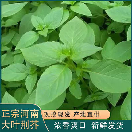 河南新鲜大叶荆芥现采摘现发带根香荆芥农家自种蔬菜荆棘头调味菜