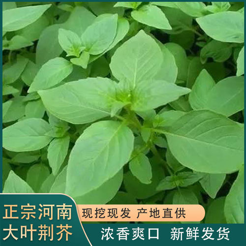 河南大叶荆芥农家自种香荆芥