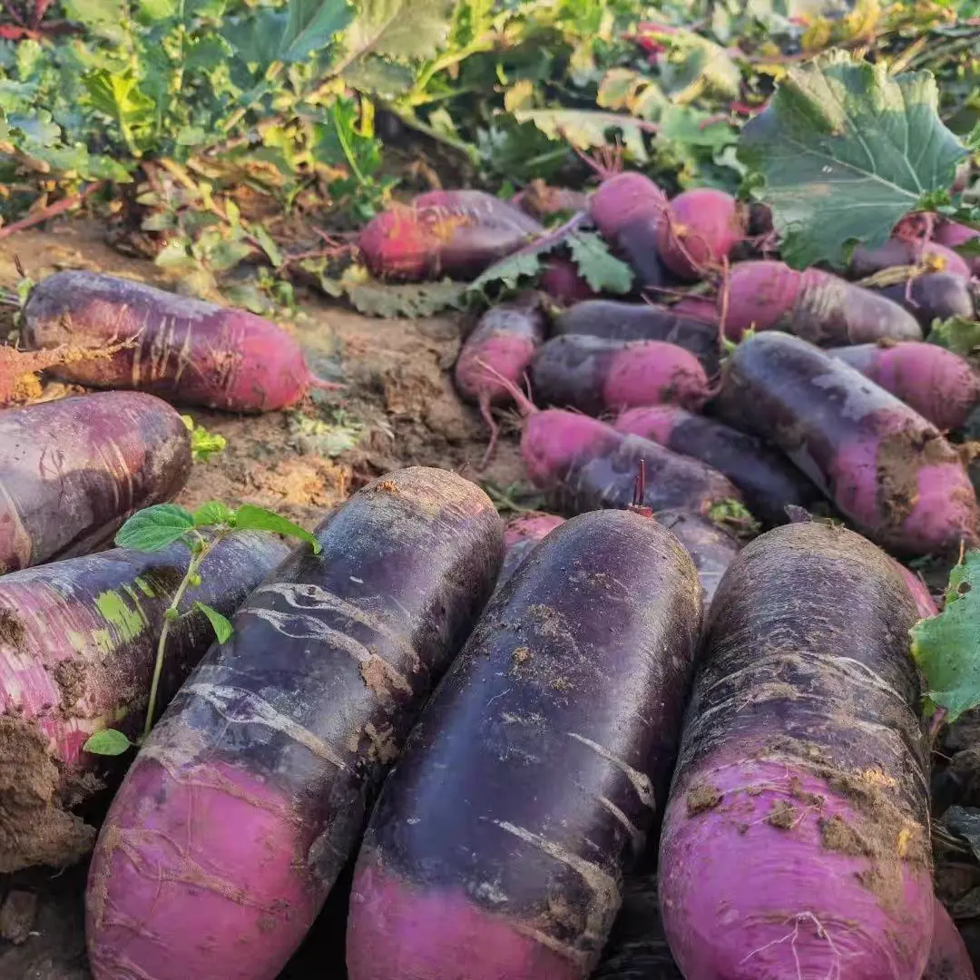 山东烟台水果冰淇淋水果萝卜新鲜生吃脆甜冰激凌糖心萝卜五斤,水产肉类/新鲜蔬果/熟食,萝卜/胡萝卜,淘宝优惠券,粉丝福利购,淘宝优惠卷
