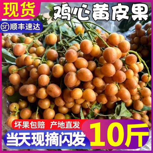 现货！顺丰速达老树黄皮果