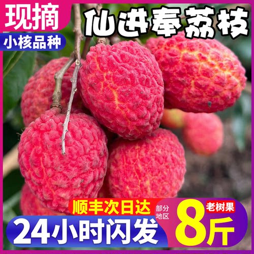 顺丰净重精选仙进奉荔枝老树果