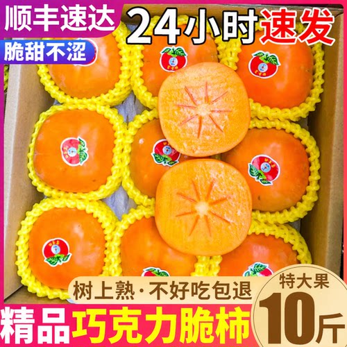 顺丰|10斤巧克力脆柿|精品特大果