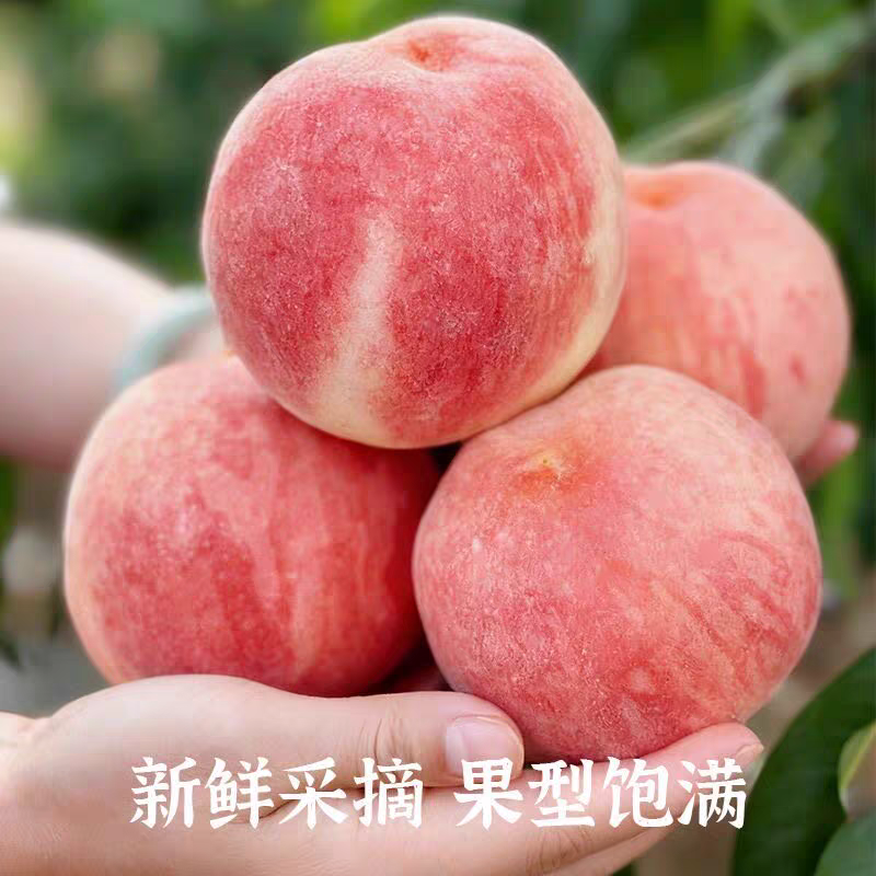 当季水蜜桃当季甜脆桃子金秋红蜜桃现摘水蜜桃软新鲜水果软硬两吃