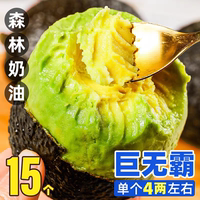 秘魯牛油果新鮮水果進口哈斯鱷梨流油山姆樹熟墨西云哥南大果輔食