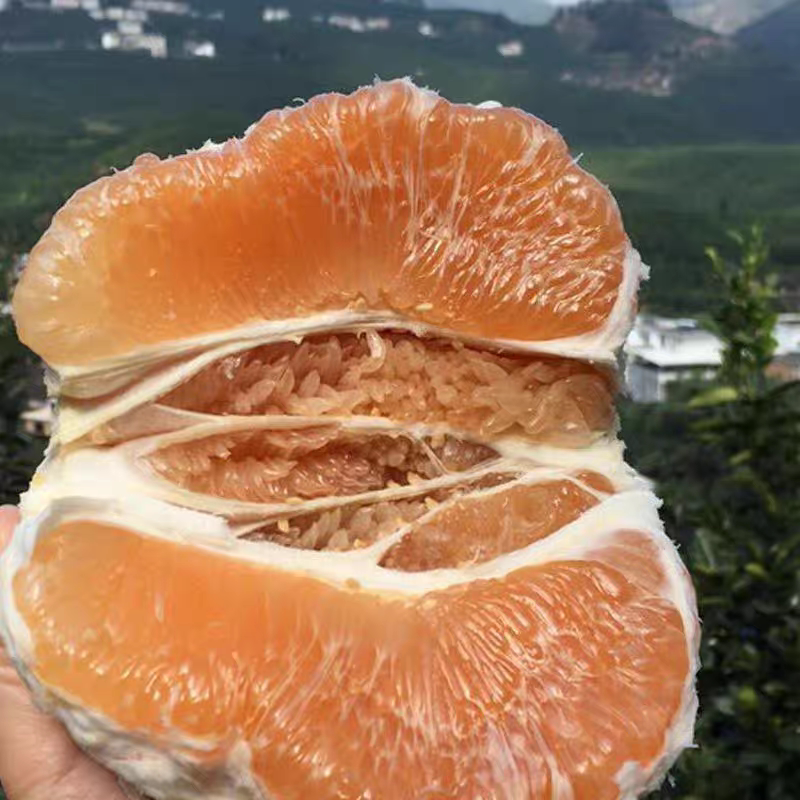 稀有黄肉蜜柚黄心蜜柚新鲜水果当季现摘现发红柚金柚脆甜多汁2个