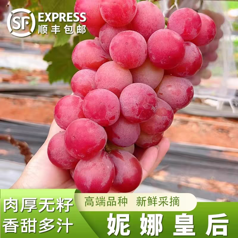 新鲜妮娜皇后葡萄超大红提应季水果时令当季高端孕妇水果葡萄顺丰