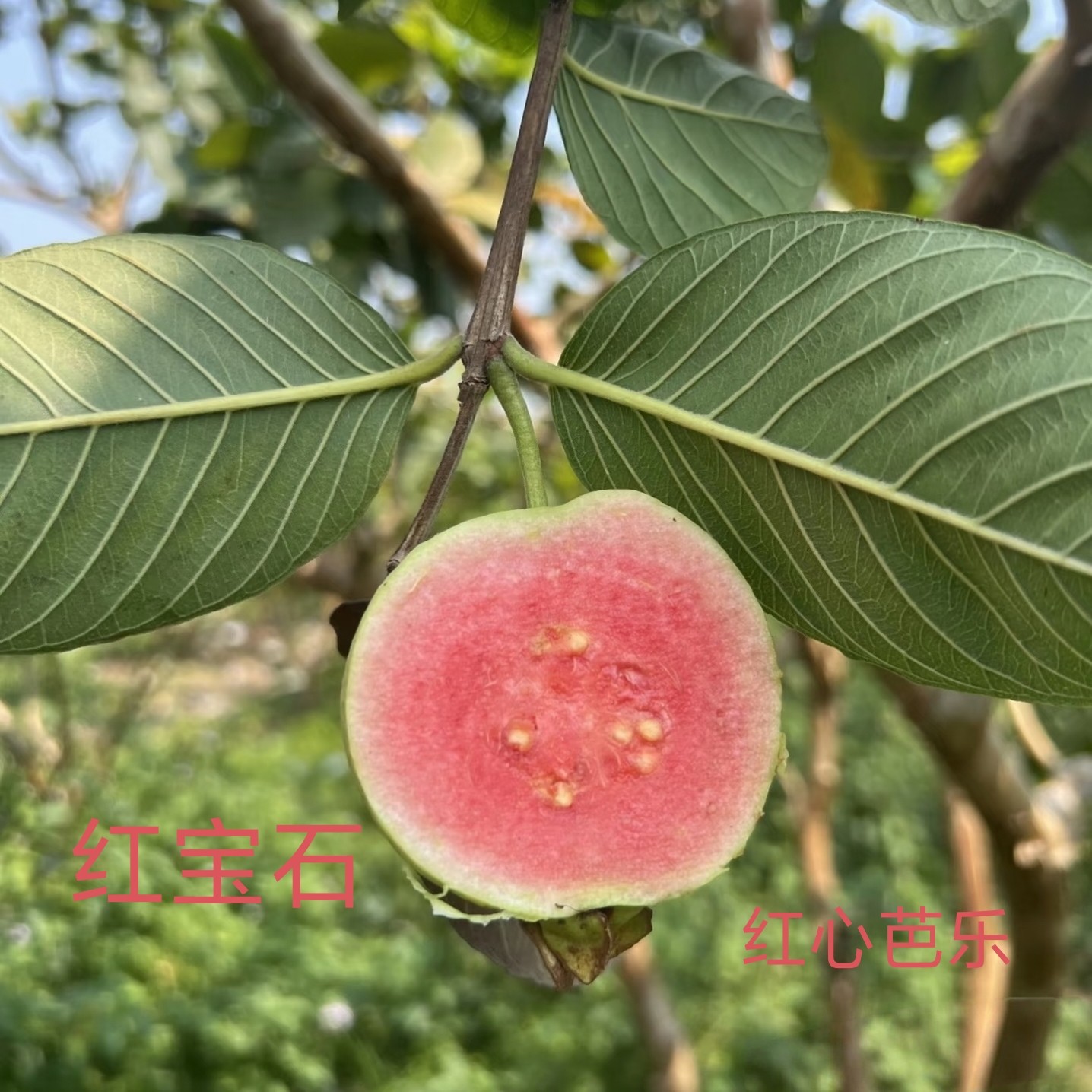 正宗红心芭乐红宝石芭乐陆丰华侨番石榴新鲜水果当季现摘低糖脆甜