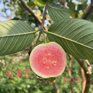 正宗红心芭乐红宝石芭乐陆丰华侨番石榴新鲜水果当季现摘低糖脆甜