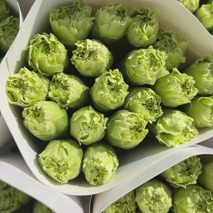 绿色康乃馨绿康鲜花水养家居办公室插花花束花艺造型插花花材昆明