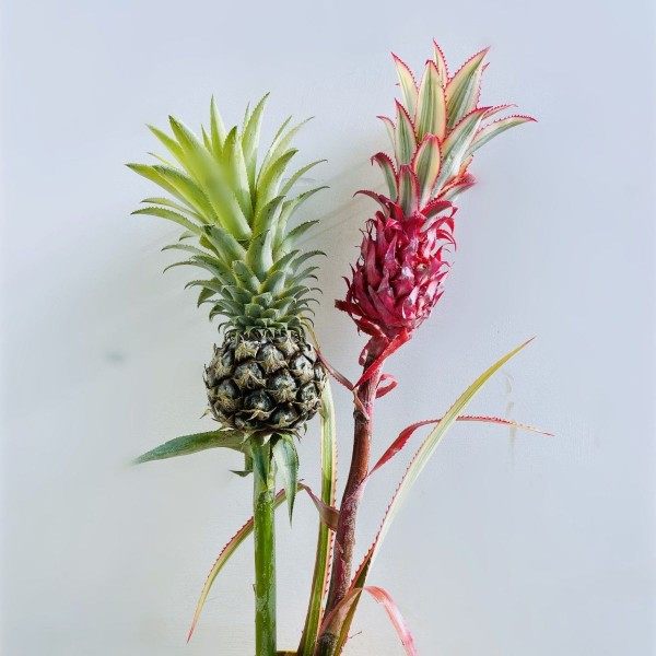 进口小菠萝黑凤梨粉凤梨观赏型小菠萝鲜切插花水养昆明直发