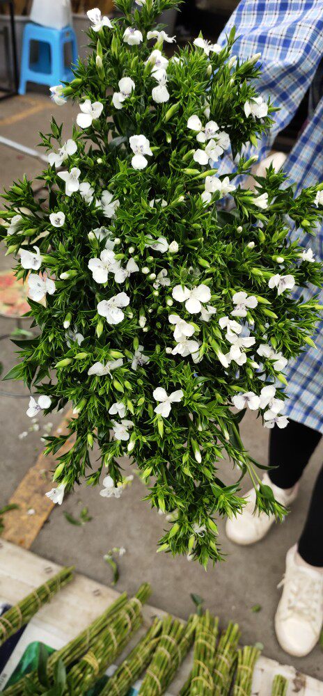 青梅花鲜切水养插花花艺造型昆明直发