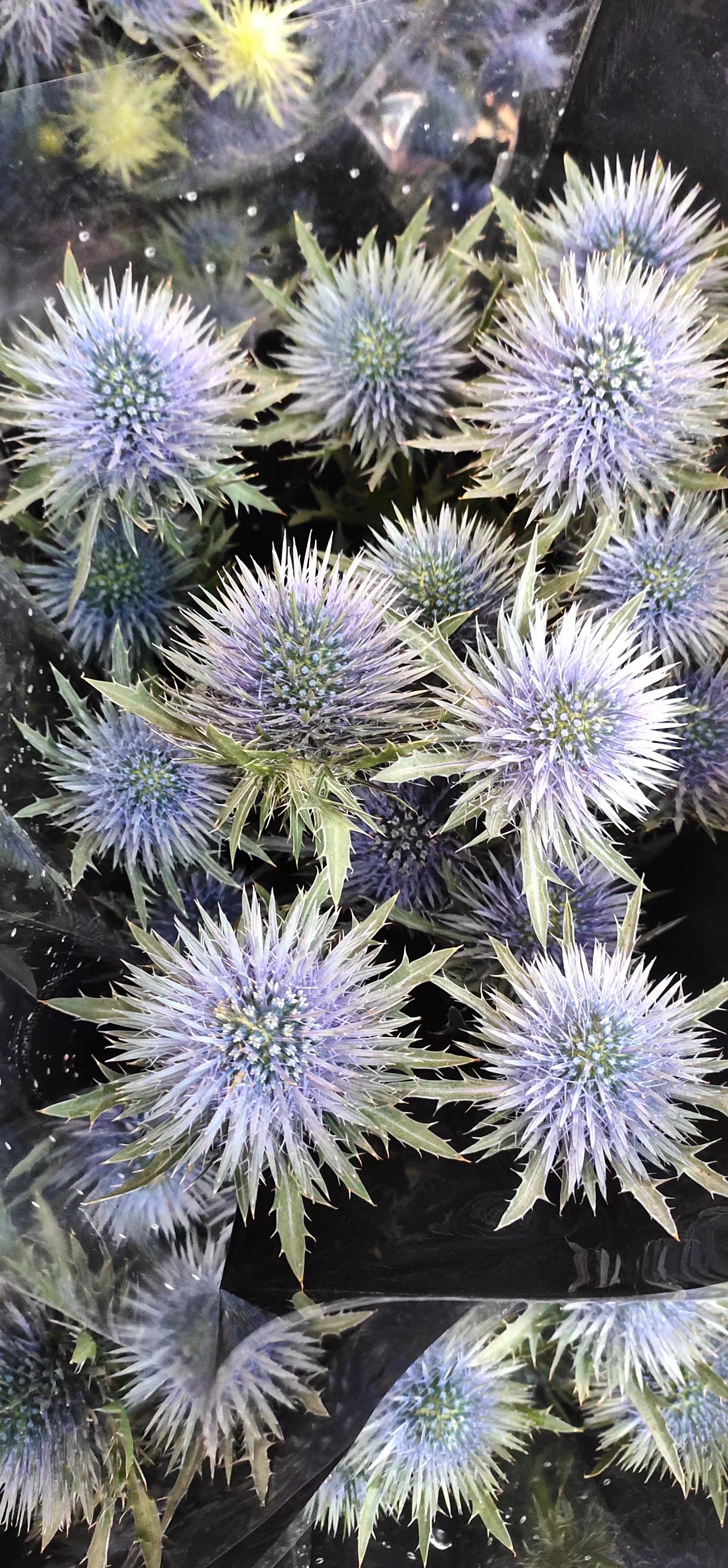 大刺芹鲜花进口花材大刺芹水养插花花艺造型插花花材可自制干花昆