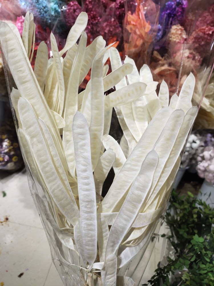 扁豆天然扁豆永生花扁豆干花永生花花艺造型花材昆明直发