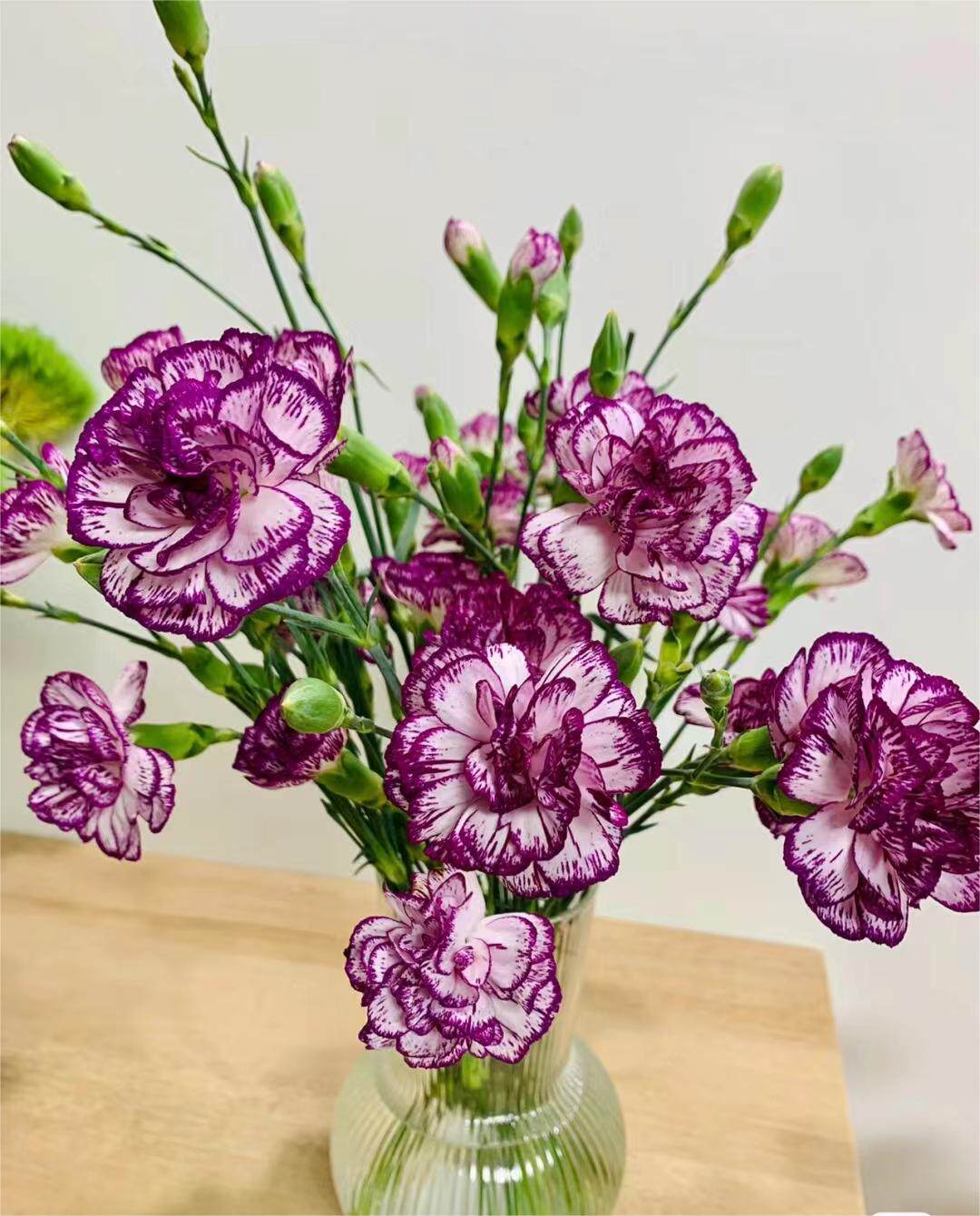 多瑙河紫边多丁康乃馨多头康鲜花水养插花花艺插花造型花束花材昆