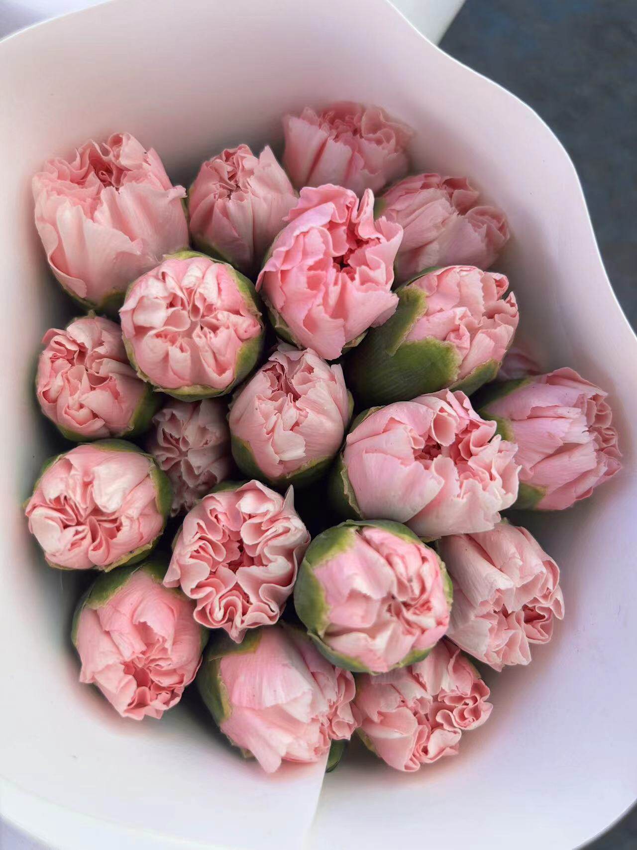 樱花粉康乃馨粉佳人康乃馨鲜花水养家居办公室插花花束昆明直发