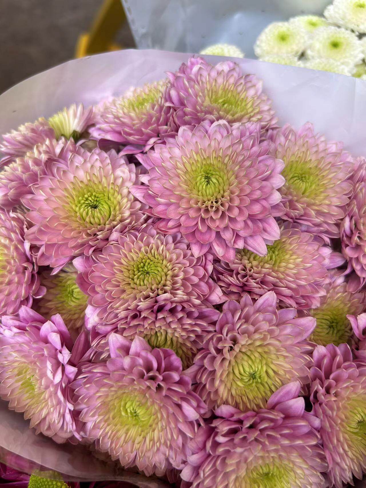 彩虹泡泡小菊小雏菊鲜花水养插花懒人花束花期长家庭办公室插花昆