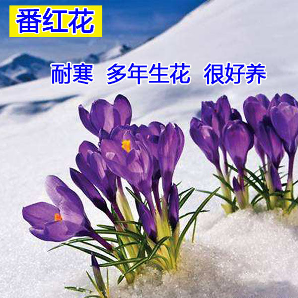 新品冬天番红花种球花种籽子花子四季可种多年生好开花易种耐寒花