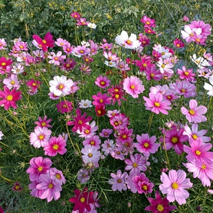 扫帚梅花种八瓣梅秋英种子草花花种籽子波斯菊四季播种开花格桑花