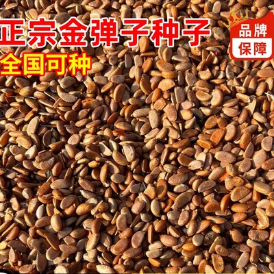 新采四川金弹子种子葫芦蛋果鸡血红老鸦柿种籽人参果盆景树种