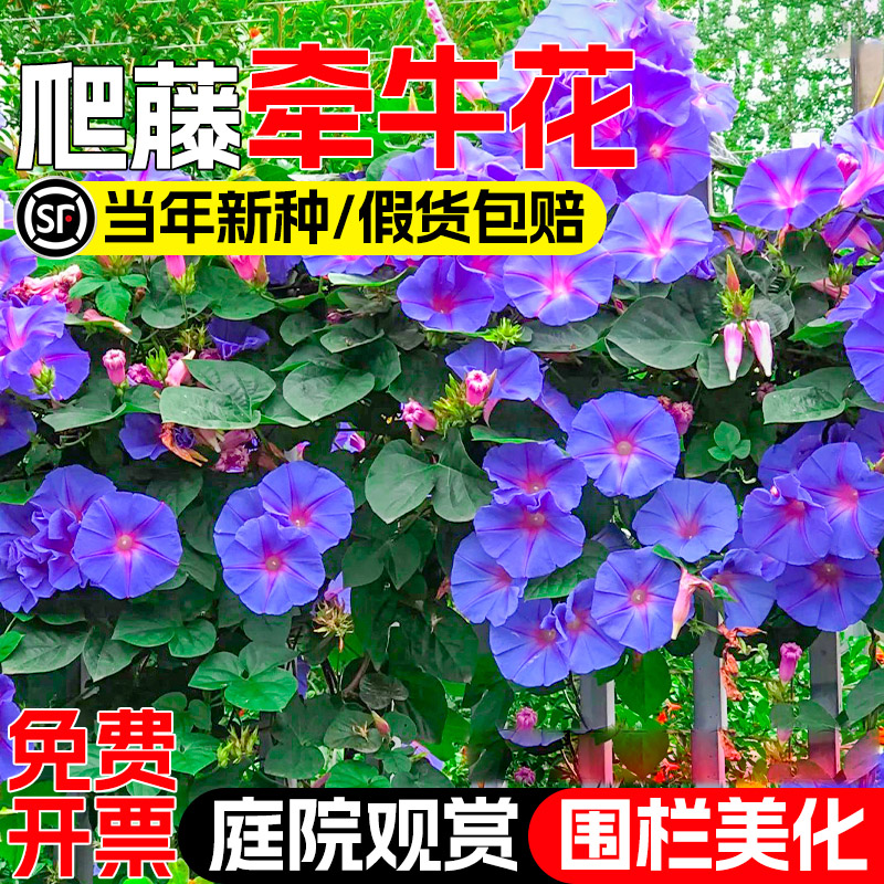 牵牛花种子喇叭花籽庭院别墅爬墙