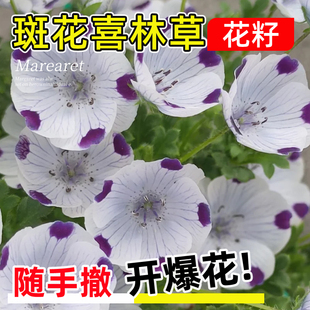 斑花喜林草种子五个点粉蝶花婴儿的眼泪琉璃唐草三色幌菊盆栽种籽