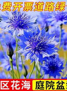 蓝色矢车菊花种籽易播种易活开花庭院格桑花种子室内外耐寒花种孑