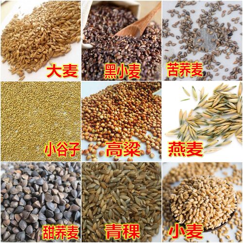 五谷杂粮甜荞麦苦种子红高