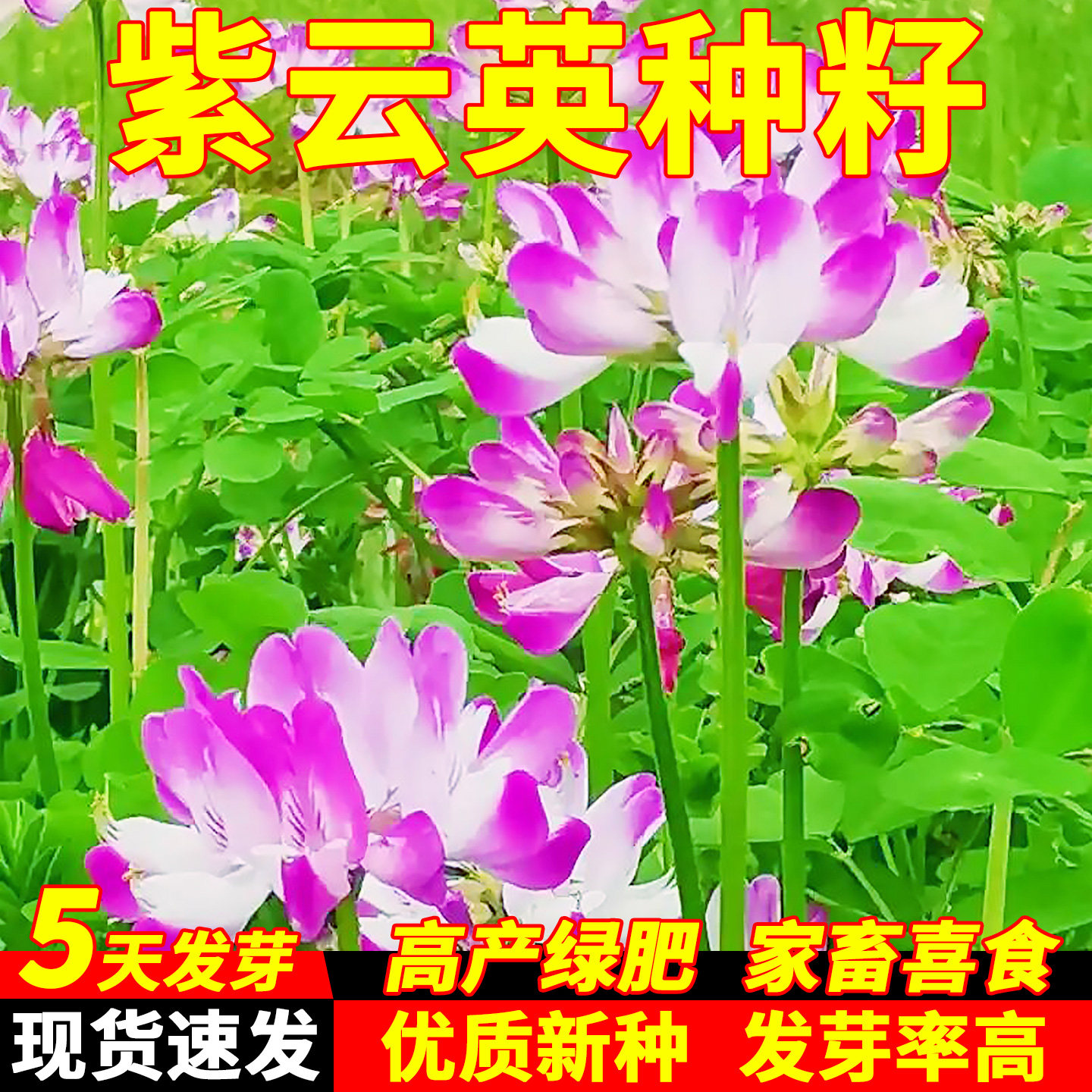 紫云英种籽多年生食用鲜嫩多汁草籽蜜源固氮果园绿肥高产牧草种子