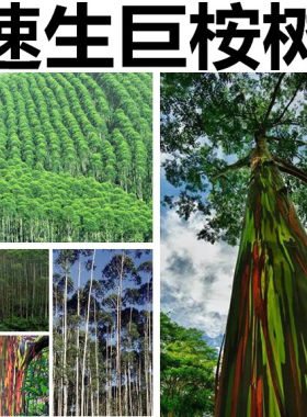 速生桉树种子广林9号 28号 K3桉树杏仁桉种子 巨大直 桉树籽