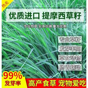 提摩西种子兔子豚鼠荷兰猪龙猫草籽四季多年生牧草种籽猫尾草种籽