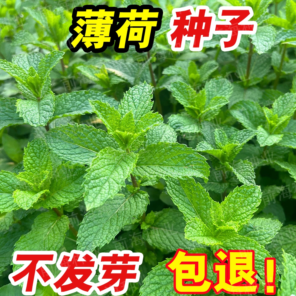 薄荷种子可食用驱蚊花草植物种子四季阳台庭院室内室外盆栽蔬菜籽