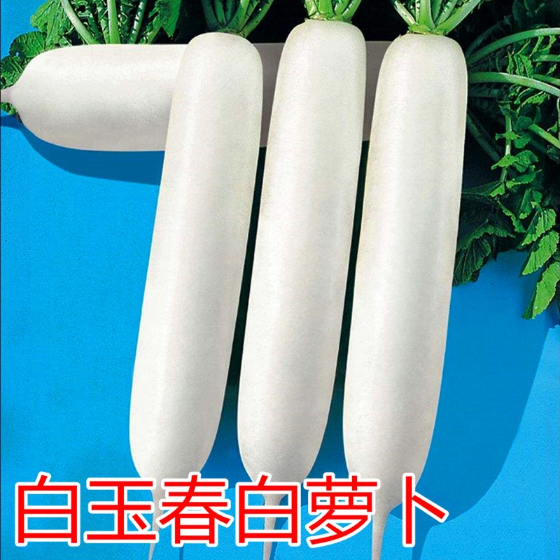 韩国原装进口白玉春萝卜种子春白玉萝卜种籽水果白萝卜种高产包邮