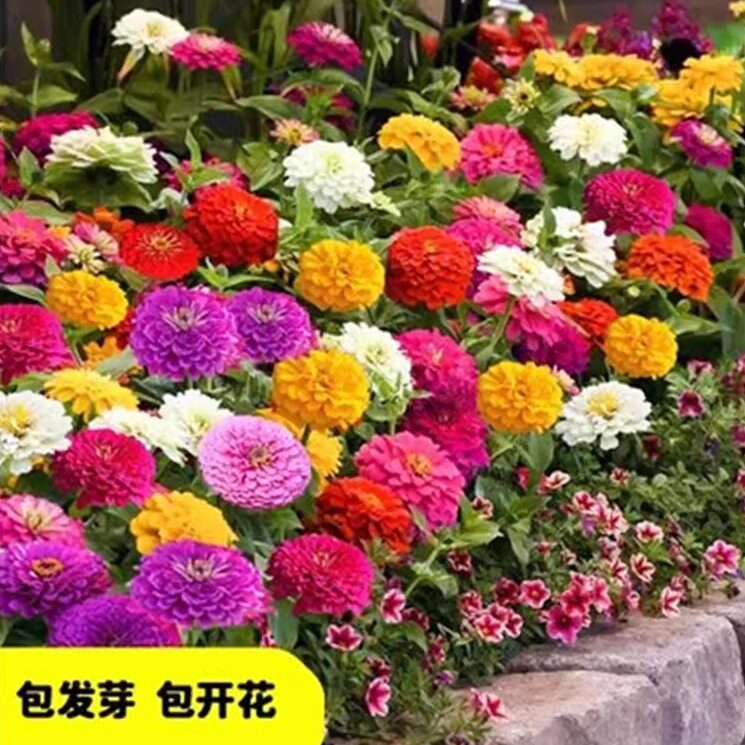 百日草重瓣花种籽子混色图片