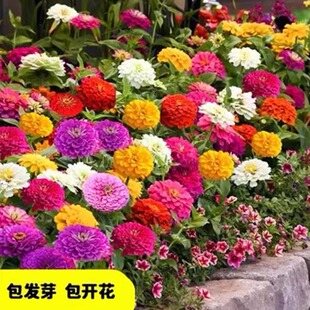 百日草重瓣花种籽子混色多年生重瓣盆栽花苗室内外庭院波斯菊种孑