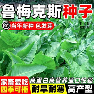 鲁梅克斯种子俄罗斯饲料菜多年生四季牧草种子鸡鸭鹅猪包邮