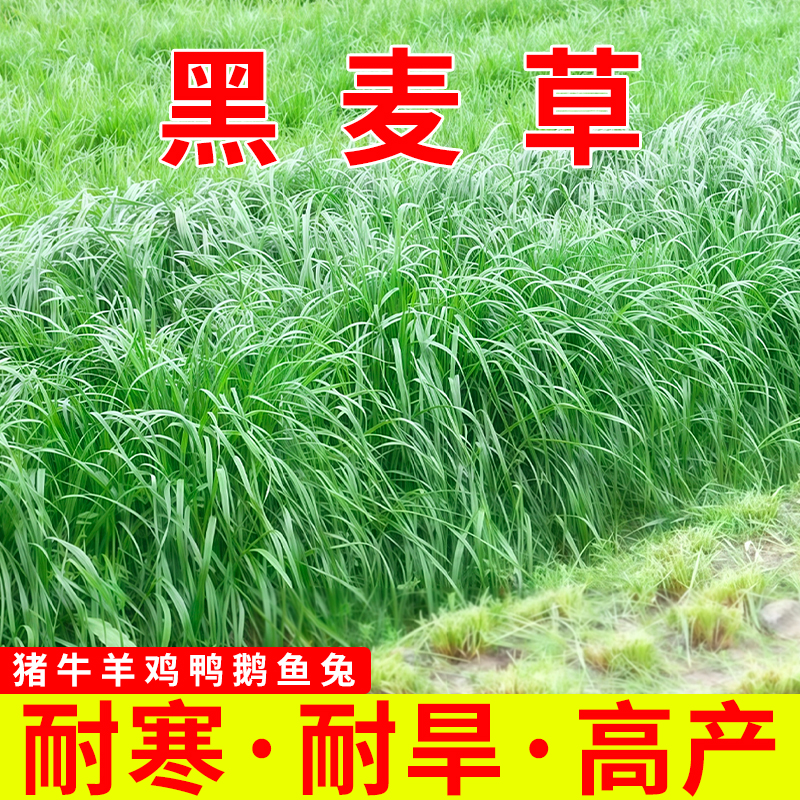 黑麦草小籽四季高产型牧草种子高蛋白畜牧养殖耐寒耐旱多年生草籽