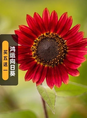 鸿运向日葵种子红色葵花籽春播矮生切花文森特泰迪熊观赏阳台盆栽